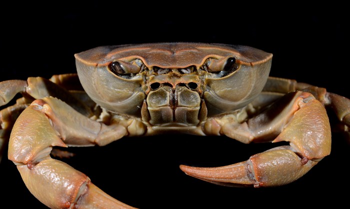 How to cook small crabs filipino style