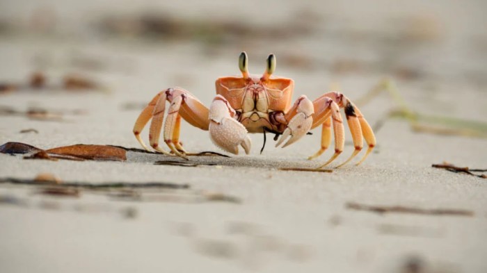 How to cook small crabs filipino style